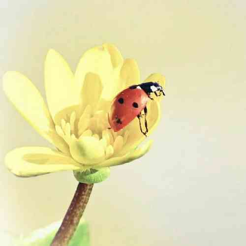 امیر قزوینی روزگار زخم و نامردیه چرا قلبایی آدمها به این سردیه